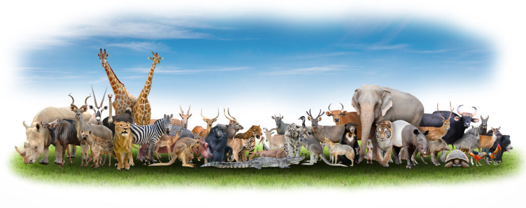 groupe d'animaux de la savane
